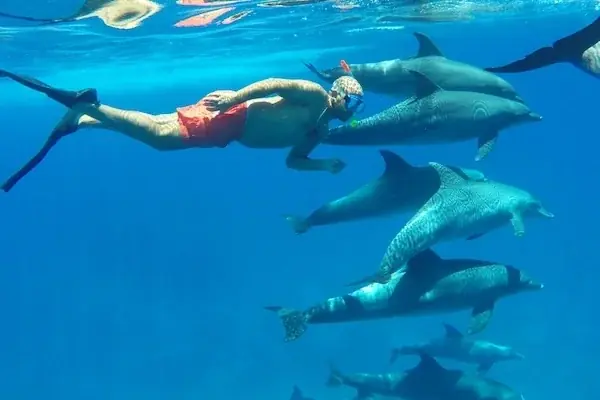 Best Dolphin Family Activities — view 3