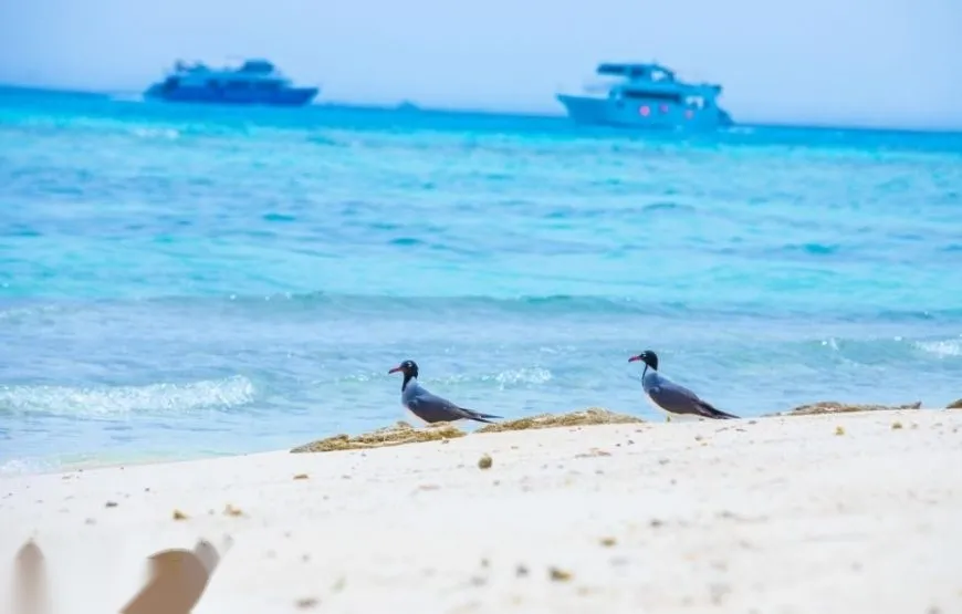 Dolphin House Speedboat Tour — view 2