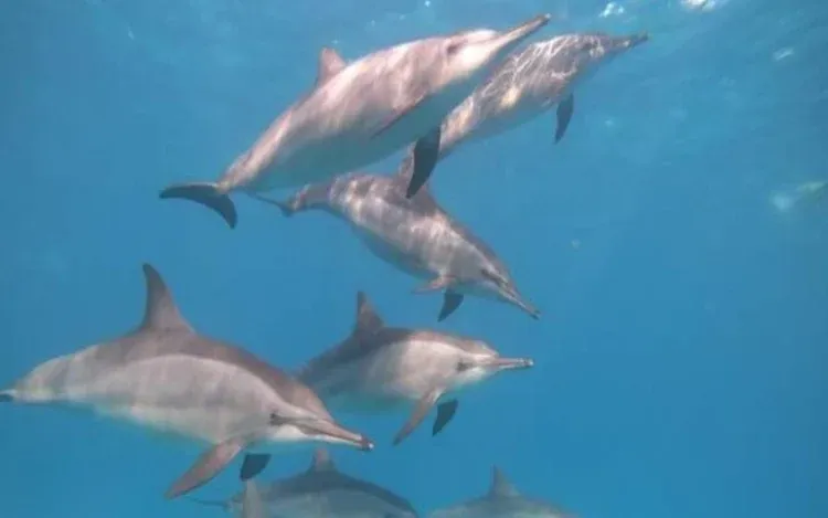Dolphin House Tour