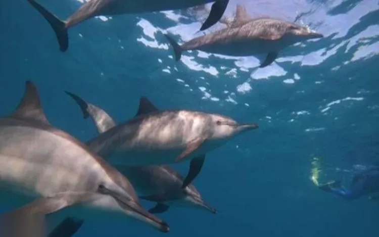 Dolphin House Tour — view 2