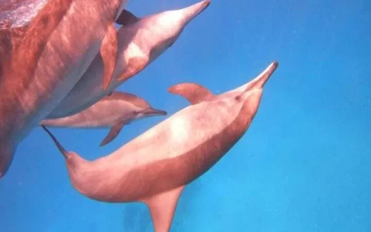 Dolphin House Tour — view 3