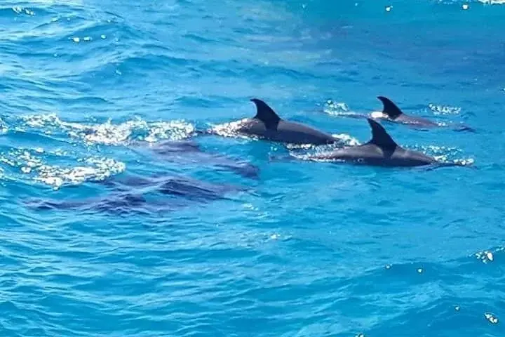 Dolphin Snorkeling Excursion — view 4