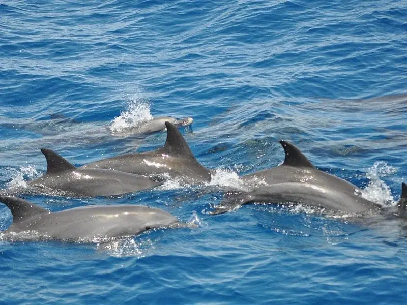 Dolphin Snorkeling Excursion — view 5