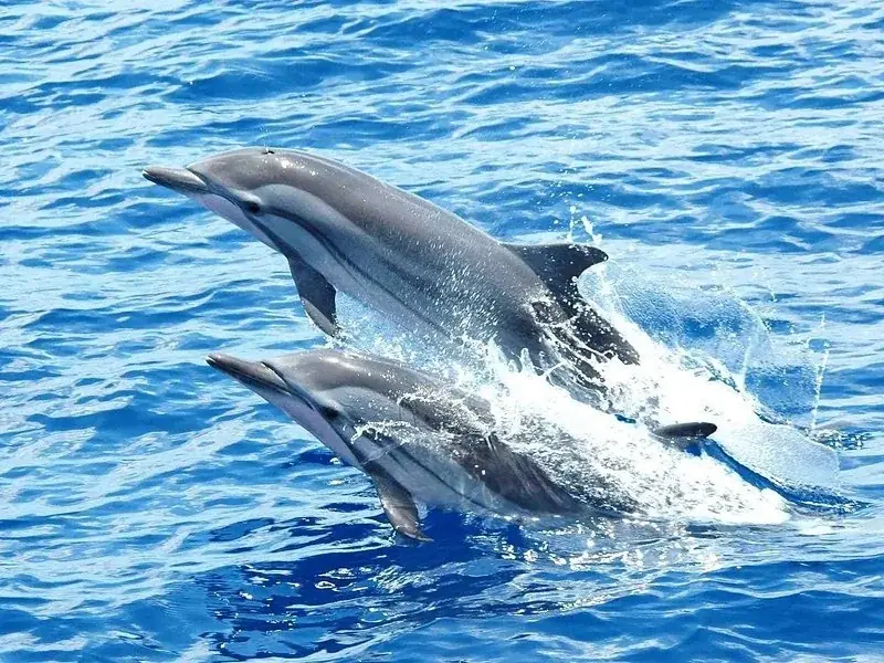 Family Dolphin Tour