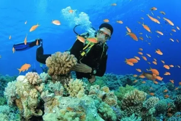 PADI Dry Suit Diver — view 3