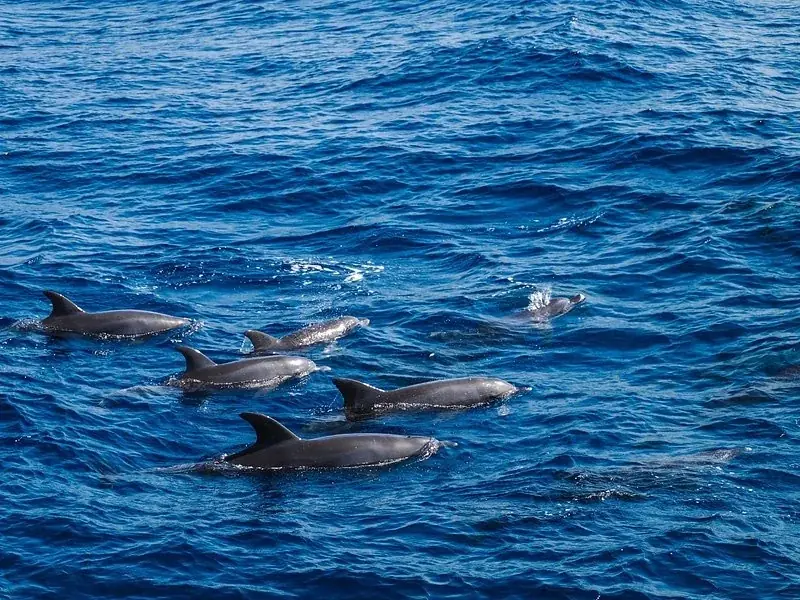 Private Dolphin Tour — view 2