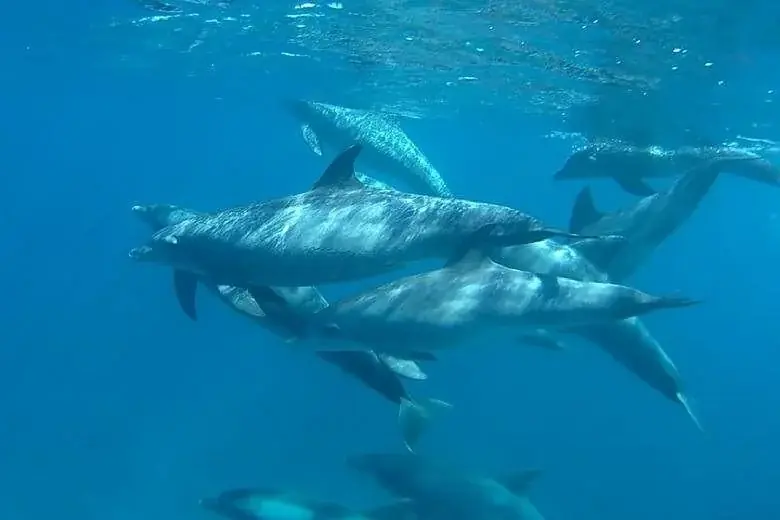 Private Dolphin Tour — view 3